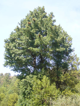 صورة <i>Pinus strobiformis</i> ssp. <i>veitchii</i>