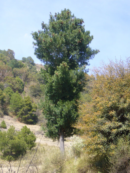 Image of <i>Pinus strobiformis</i> ssp. <i>veitchii</i>