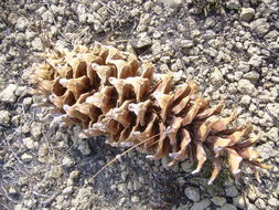 Image of <i>Pinus strobiformis</i> ssp. <i>veitchii</i>