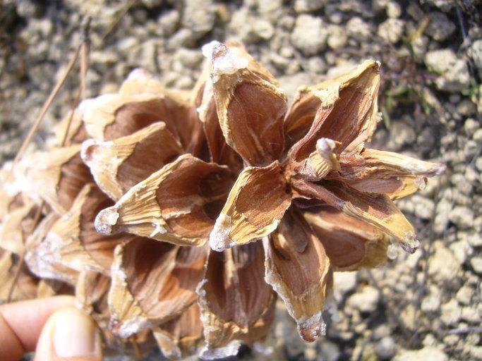 Image of <i>Pinus strobiformis</i> ssp. <i>veitchii</i>