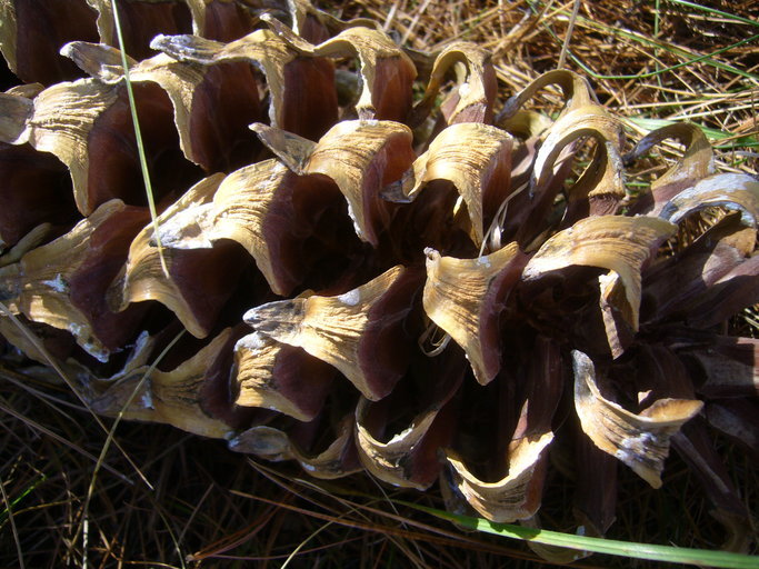 Image of <i>Pinus strobiformis</i> ssp. <i>veitchii</i>