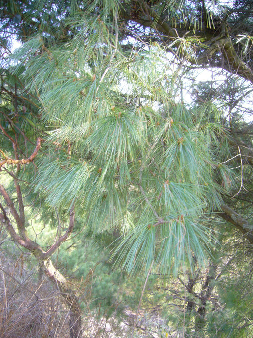 Image of <i>Pinus strobiformis</i> ssp. <i>veitchii</i>