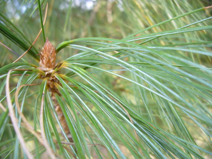 Image of <i>Pinus strobiformis</i> ssp. <i>veitchii</i>