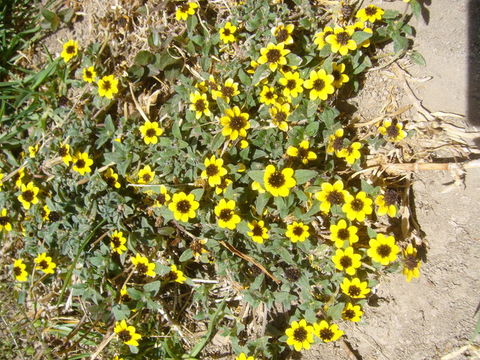 Image of Mexican creeping zinnia