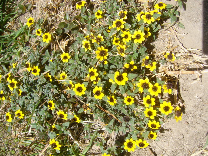 Слика од Sanvitalia procumbens Lam.