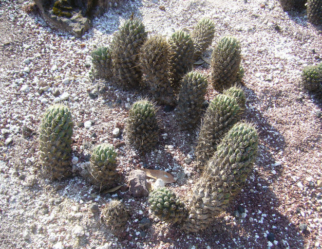 Image of Coryphantha octacantha (DC.) Britton & Rose