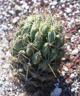 Image of Coryphantha octacantha (DC.) Britton & Rose