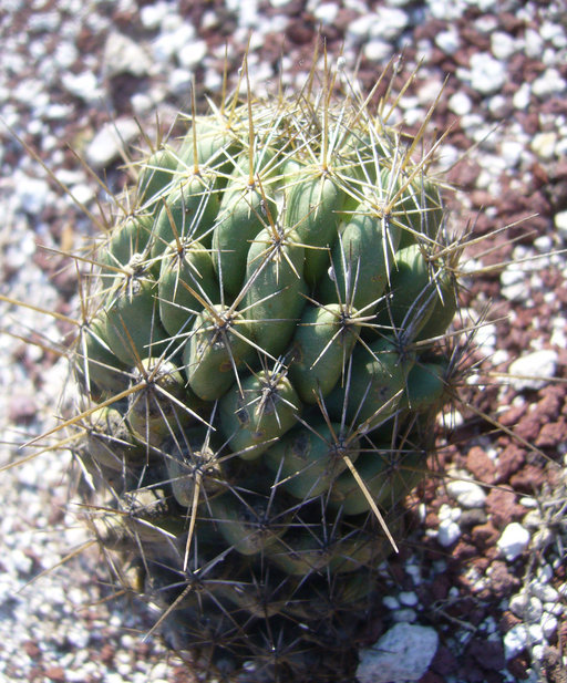 Image of Coryphantha octacantha (DC.) Britton & Rose