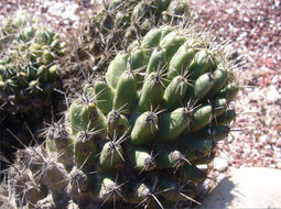 Image of Coryphantha octacantha (DC.) Britton & Rose