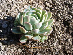 Image of hens and chicks