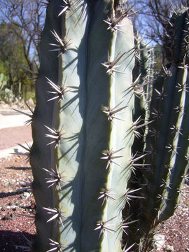 Image of Pachycereus tepamo Gama & S. Arias