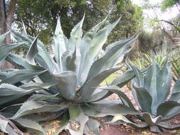 Слика од Agave salmiana Otto ex Salm-Dyck