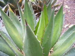 Image of Agave ghiesbreghtii Verschaff.