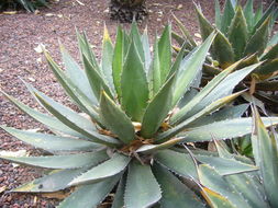 Image of Agave ghiesbreghtii Verschaff.