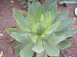 Image of Chamula agave