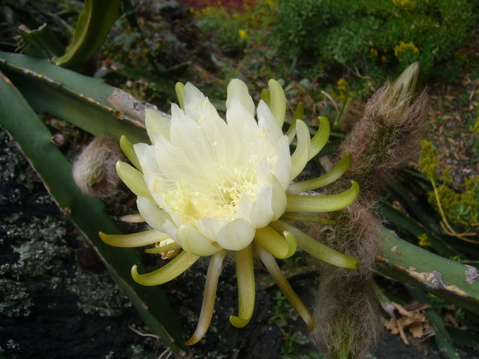 Image of dragon fruit