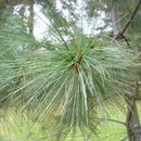 Image de Pinus maximartinezii Rzed.