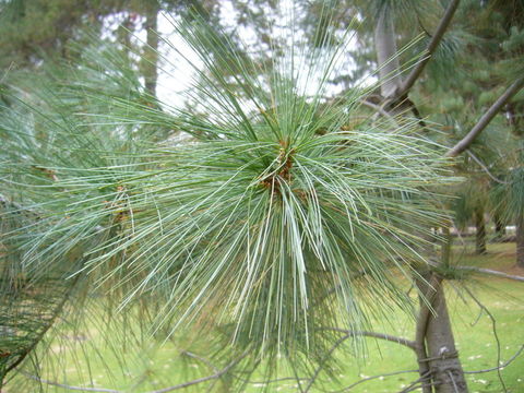 Pinus maximartinezii Rzed. resmi