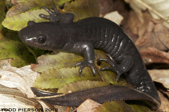 Plancia ëd Ambystoma jeffersonianum (Green 1827)