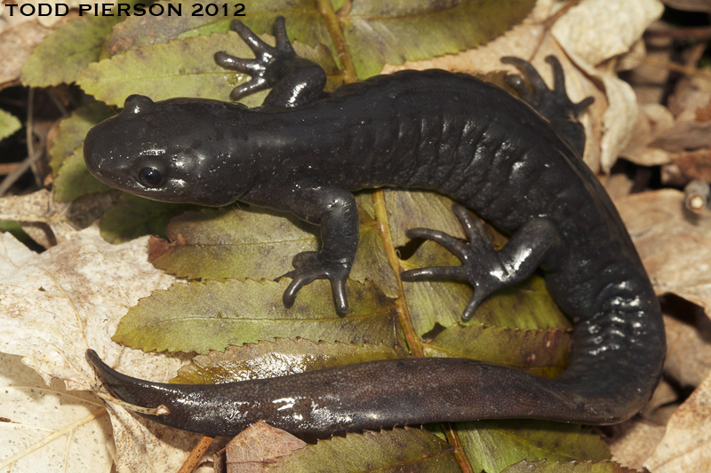 Plancia ëd Ambystoma jeffersonianum (Green 1827)