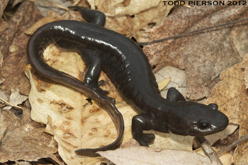 Plancia ëd Ambystoma jeffersonianum (Green 1827)