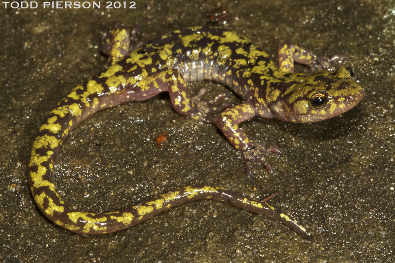 Image of Green Salamander