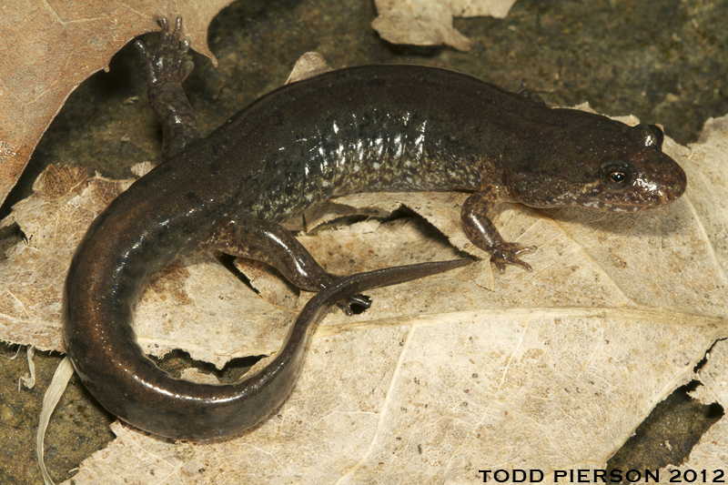 Image of Dusky Salamander