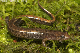 Image of Allegheny Mountain Dusky Salamander