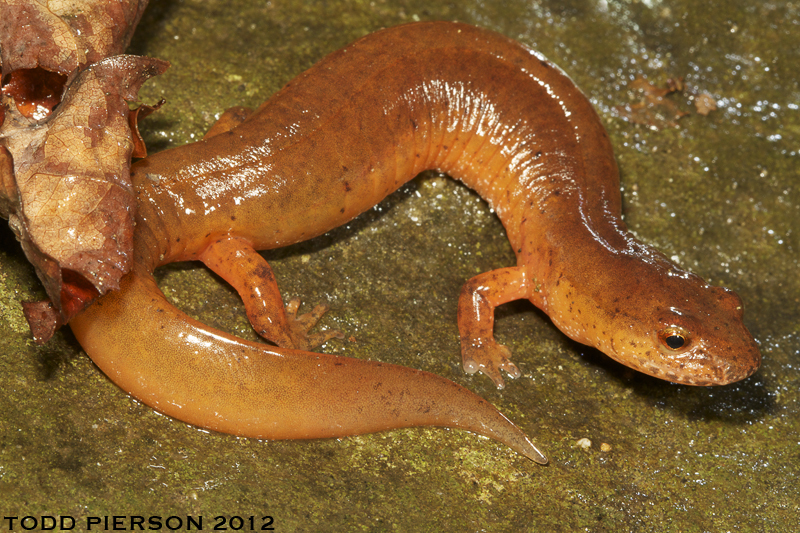 Image of Spring Salamander