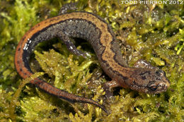 صورة Plethodon dorsalis Cope 1889