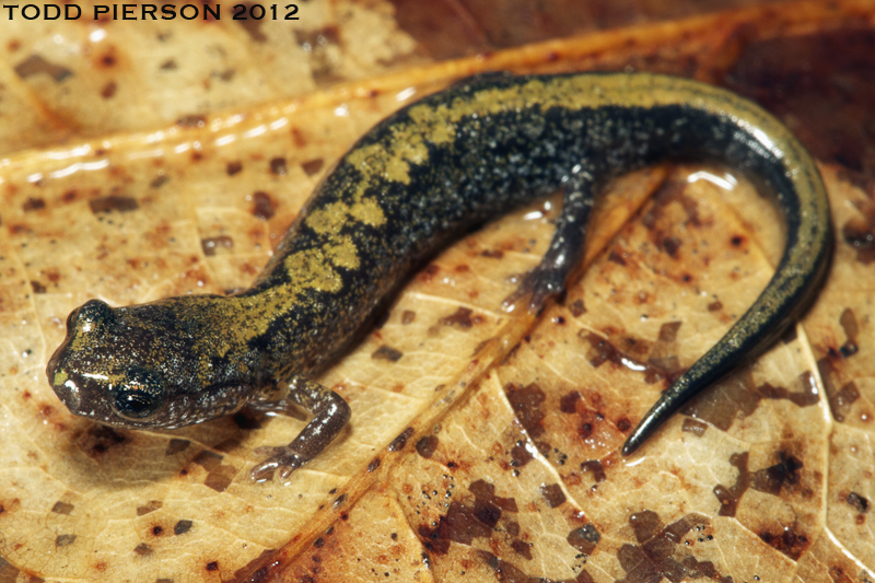 صورة Plethodon dorsalis Cope 1889