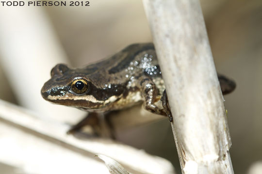 Image of Western Chorus Frog