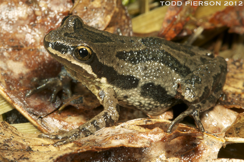 Image of Western Chorus Frog