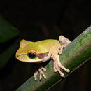 Image of Blue-spotted Mexican Treefrog
