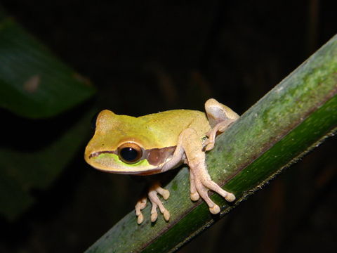 Image of Blue-spotted Mexican Treefrog