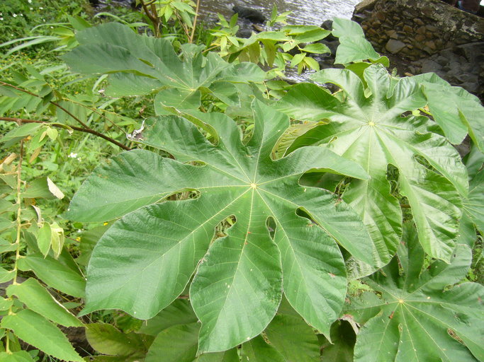 Imagem de Cecropia obtusifolia Bertol.