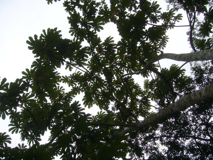 Imagem de Cecropia obtusifolia Bertol.