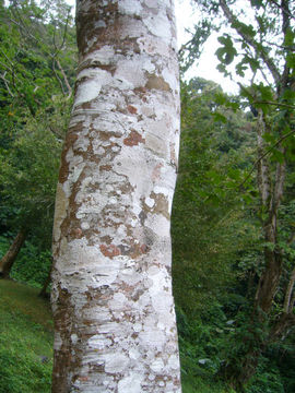 Imagem de Cecropia obtusifolia Bertol.