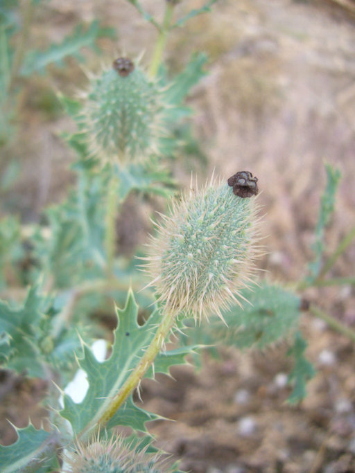 Image of Argemone platyceras Link & Otto