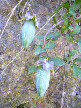 Image of Cobaea scandens Cav.