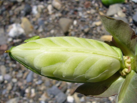 Imagem de Cobaea scandens Cav.