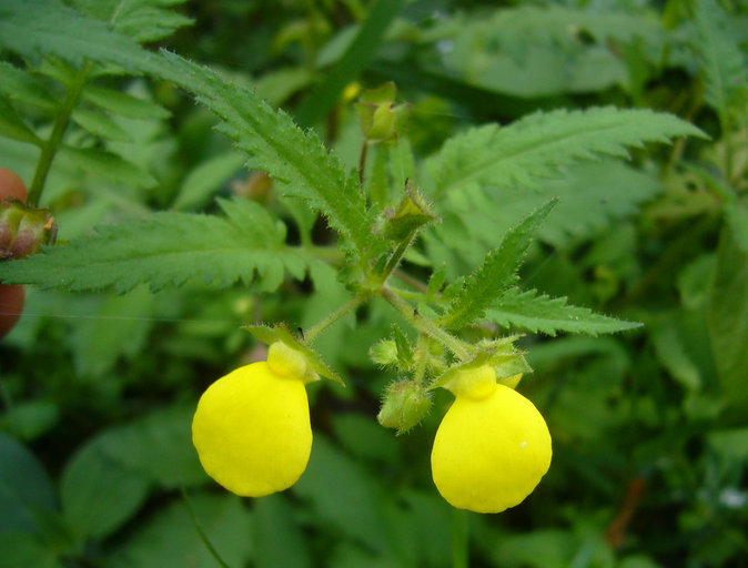 Image of Calceolaria mexicana Benth.