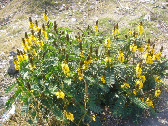 Image of <i>Cassia didymobotrya</i>