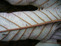 Imagem de Cecropia obtusifolia Bertol.