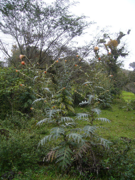 Cirsium ehrenbergii Sch. Bip.的圖片