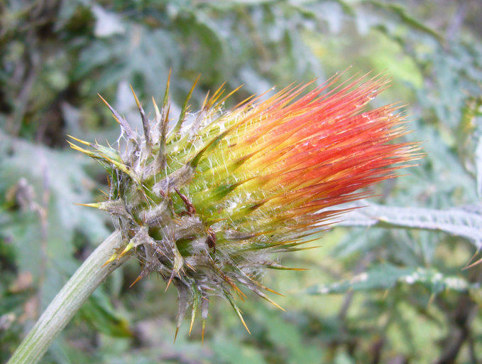 Image of Cirsium ehrenbergii Sch. Bip.