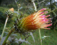 Cirsium ehrenbergii Sch. Bip.的圖片