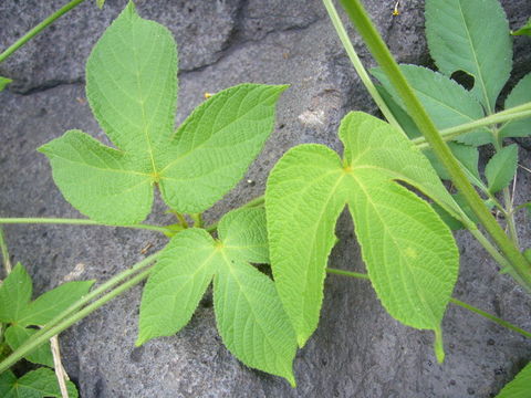 Plancia ëd Dalechampia scandens L.