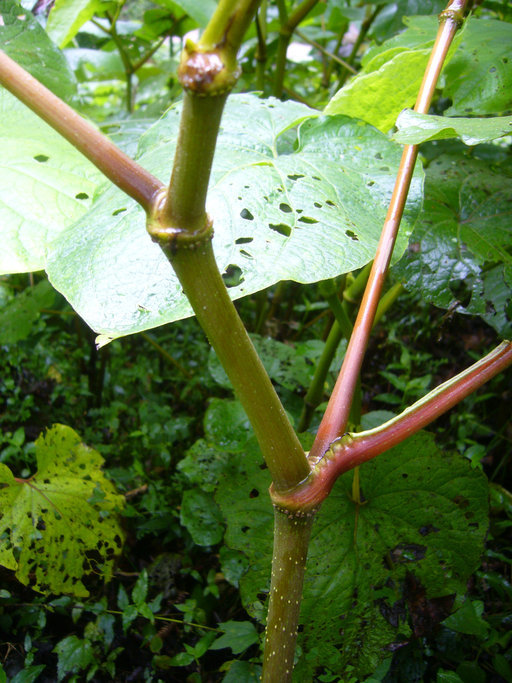 Image of Vera cruz pepper