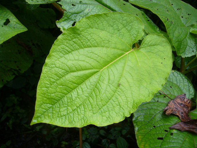 Image of Vera cruz pepper